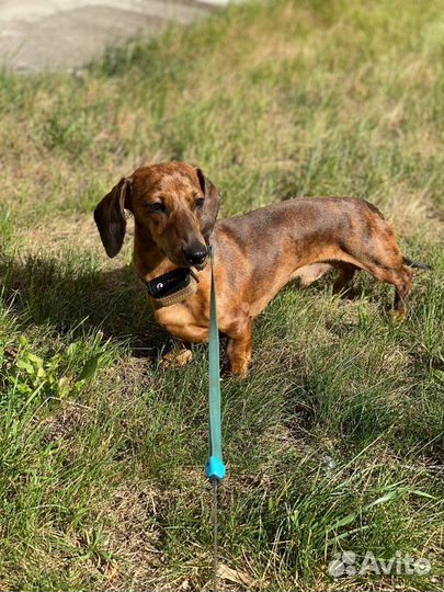 Кроличья такса кобель (для случки)