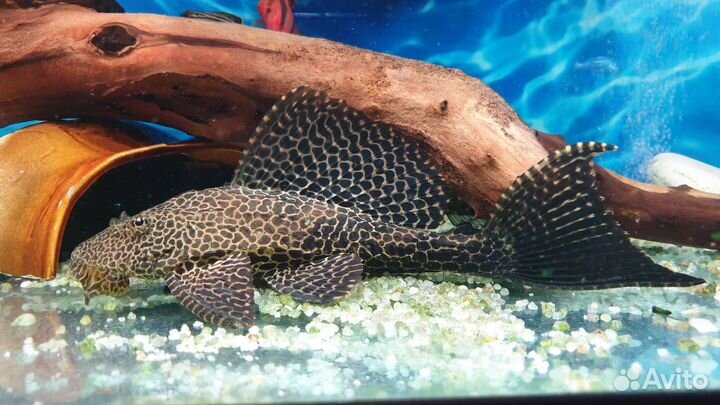Сом парчовый птеригоплихт