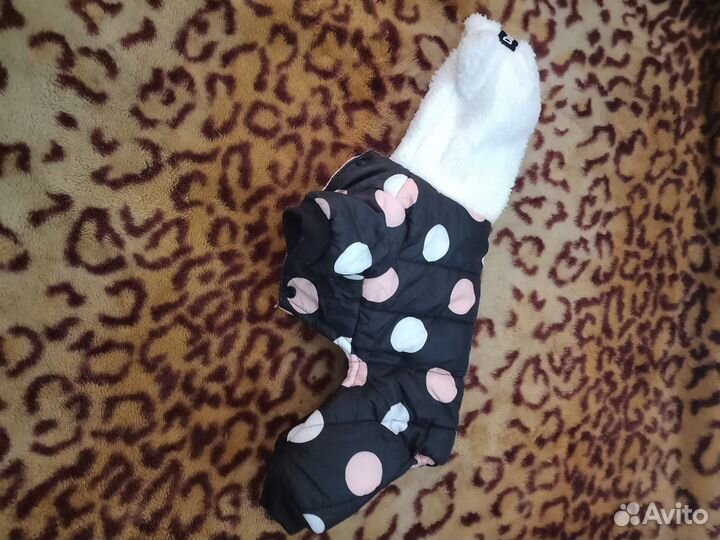 Одежда для собак мелких пород