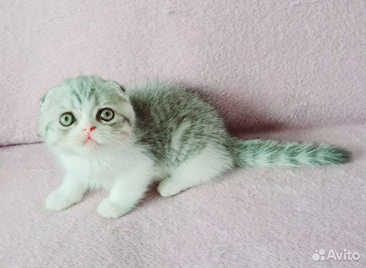 Скотииш фолд