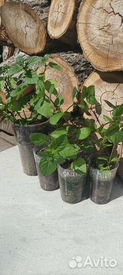 Мята апельсин