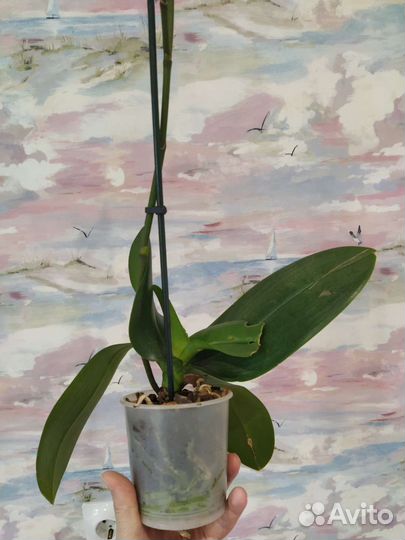 Орхидея мини