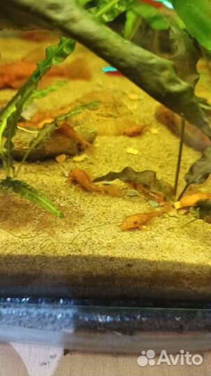 Анциструс супер ред