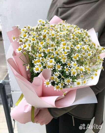 Цветы ромашки