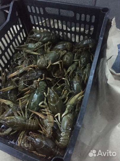 Живые раки волжские