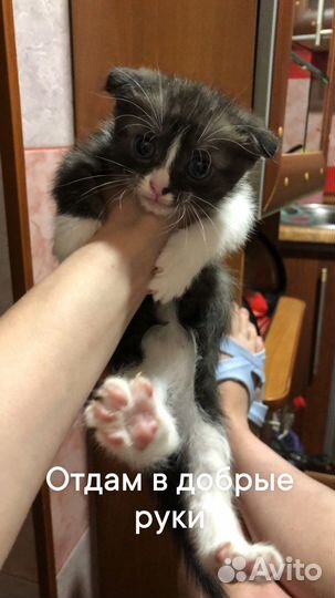 Кошки вислоухие