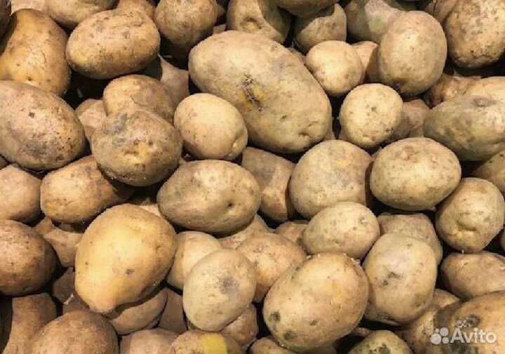 Картофель оптом