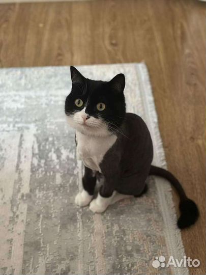 Стрижка кошек, собак, вычес