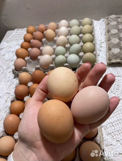 Домашние куриные яйца