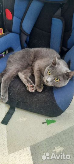 Британская кошка бесплатно