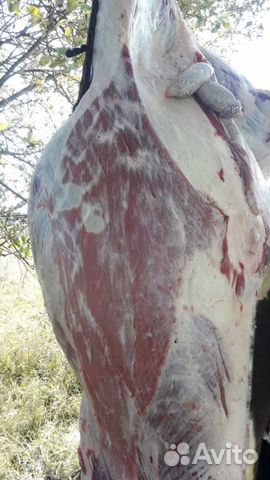 Мясо телятина