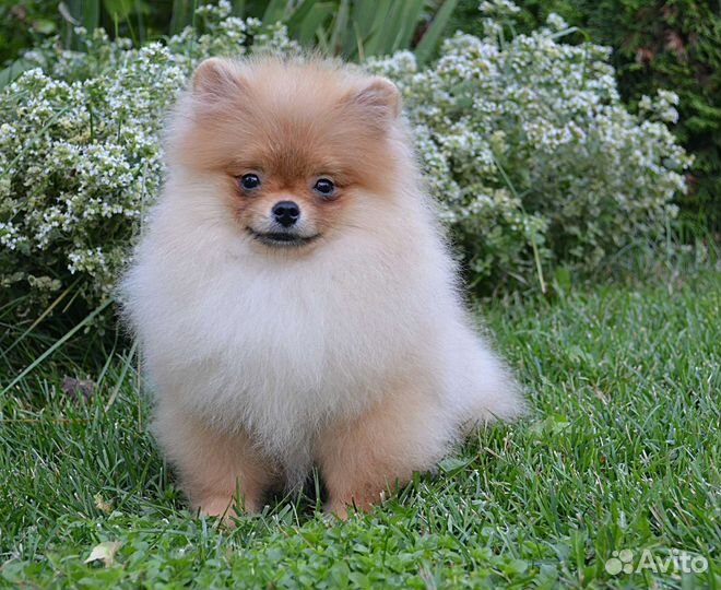 Щенки Померанского шпица