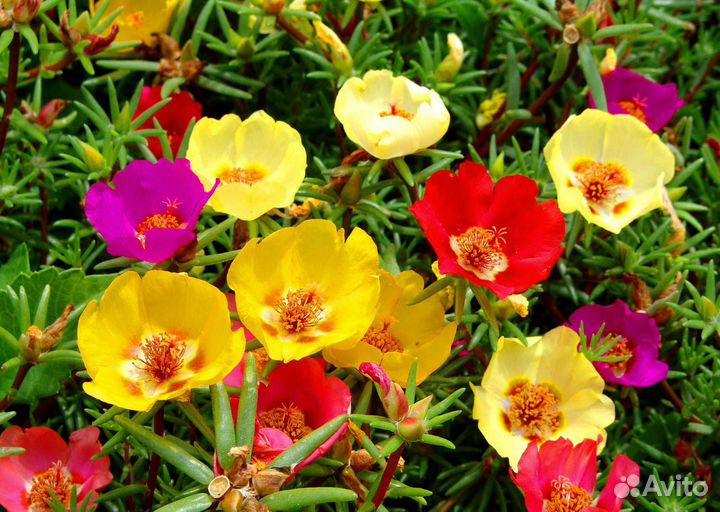 Семена садовых цветов