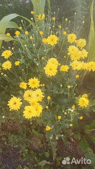 Цветы для сада+букеты