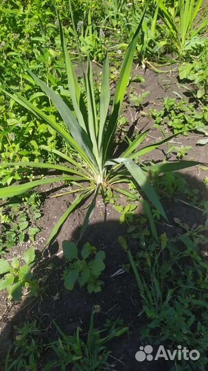 Пальма юкка