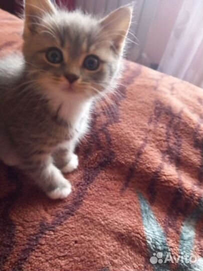 Британский котёнок