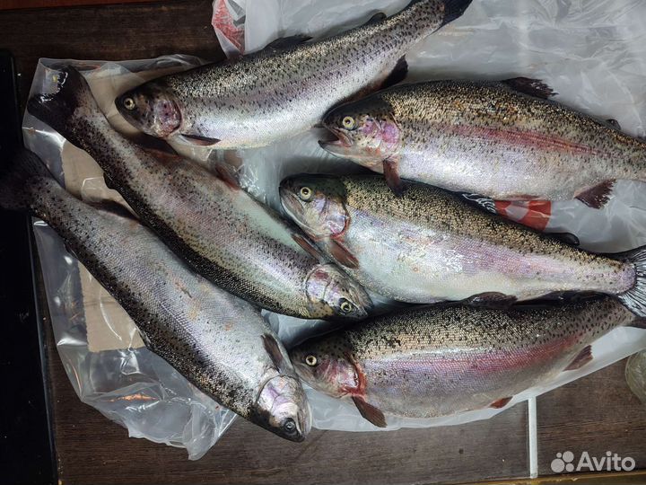 Форель свежая
