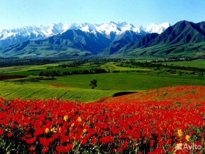 Свой человек в Казахстане, Кыргызстане,Красноярске