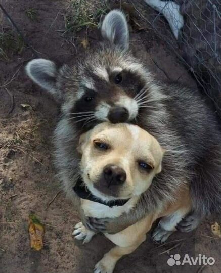 Ветеринарный врач 24/7 он-лайн независимое мнение