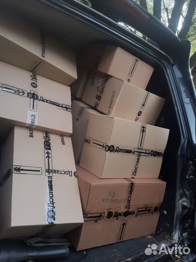 Лесные мхи от Олеси