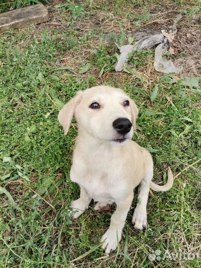 Собаки бесплатно в добрые руки щенки