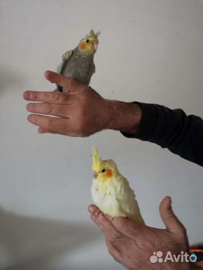 Ручные каррелы