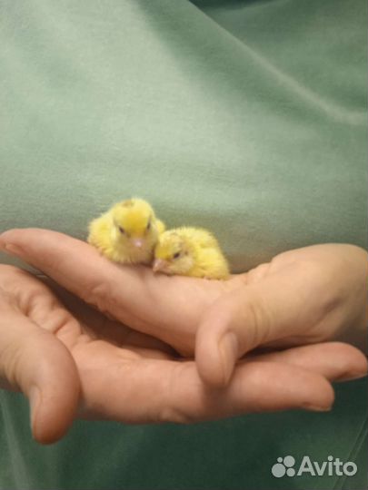 Перепела суточные