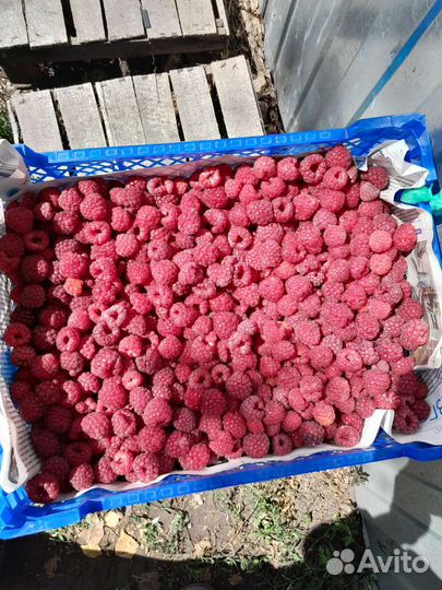 Самосбор малины