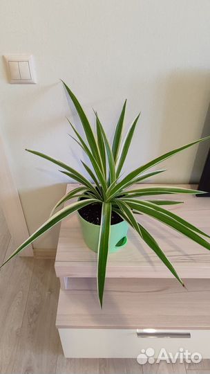 Хлорофитумы двухцветные (два сорта) и зелёный