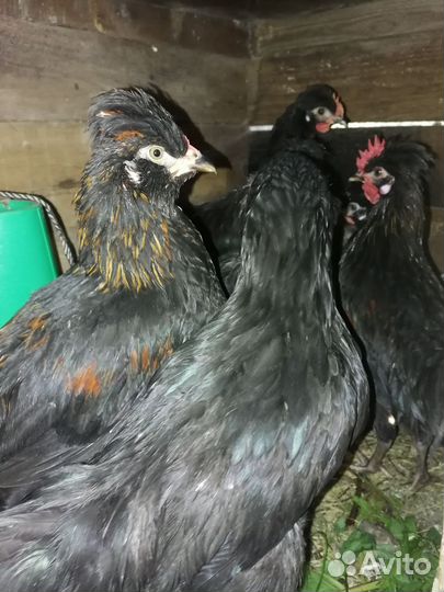 Молодые петушки помесные и Ухейилюи