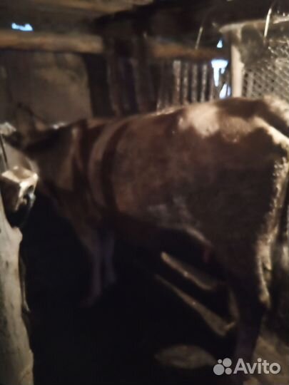 Коровы дойные молочные
