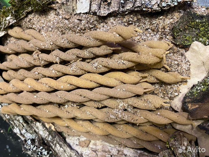 Ритуальные свечи