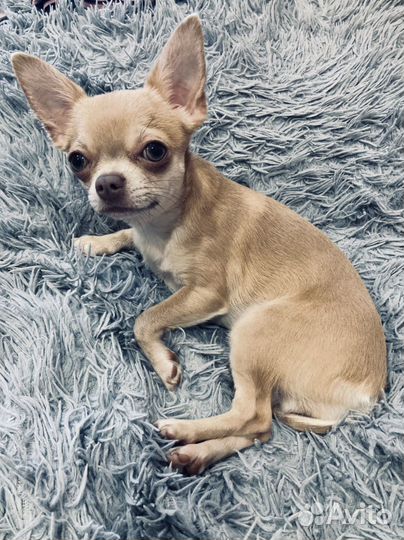 Чихуа мини вязка