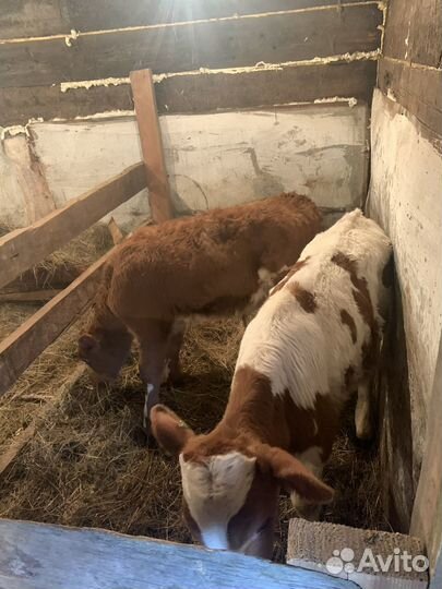 Симменталы, лимузины