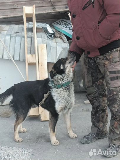 Собака в добрые руки