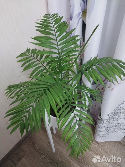 Пальма хамедорея