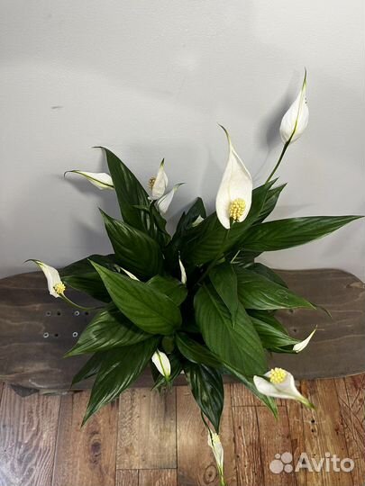 Спатифиллум Шопен