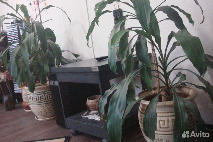 Пальма юкка