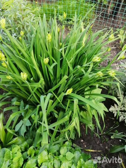 Лилейник жёлтый ранний и др. многолетники