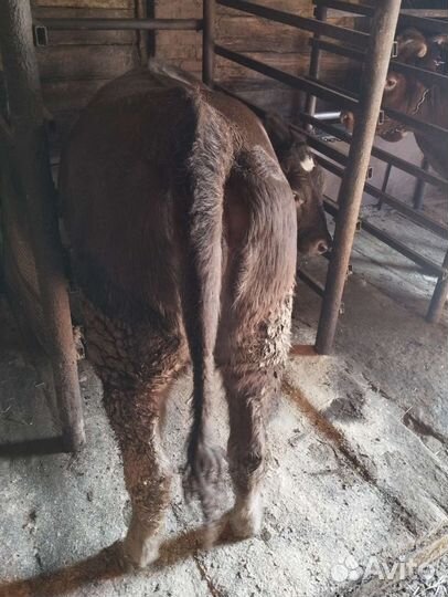 Теленок (1.3 года)