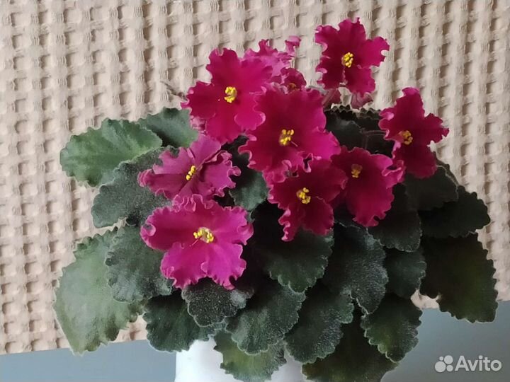 Фиалки мощные цветущие в красивых горшочках