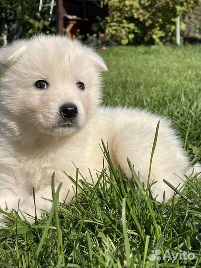 Щенки самоеда