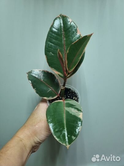 Фикус Белиз, Педилантус