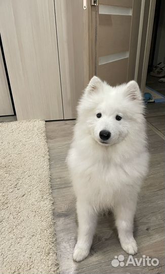 Самоед для фотосессии