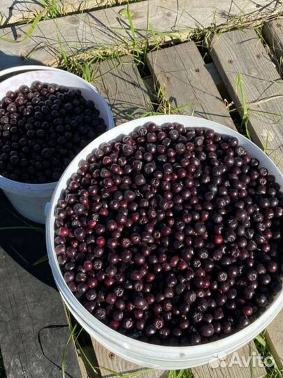 Черноплодная рябина ягоды