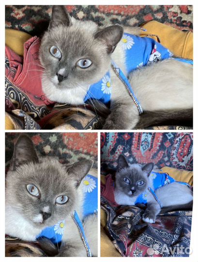 Красотка ищет дом