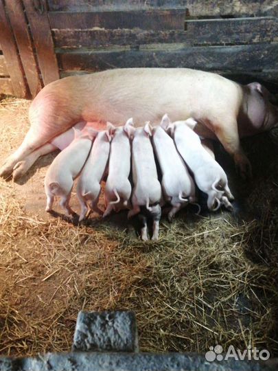 Утки Гуси Свинина.домаш тушенка