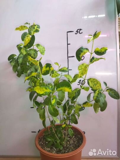 Продам цветы комнатные