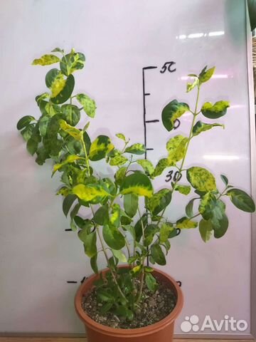 Продам цветы комнатные