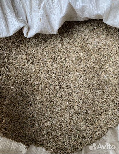 Газонная трава